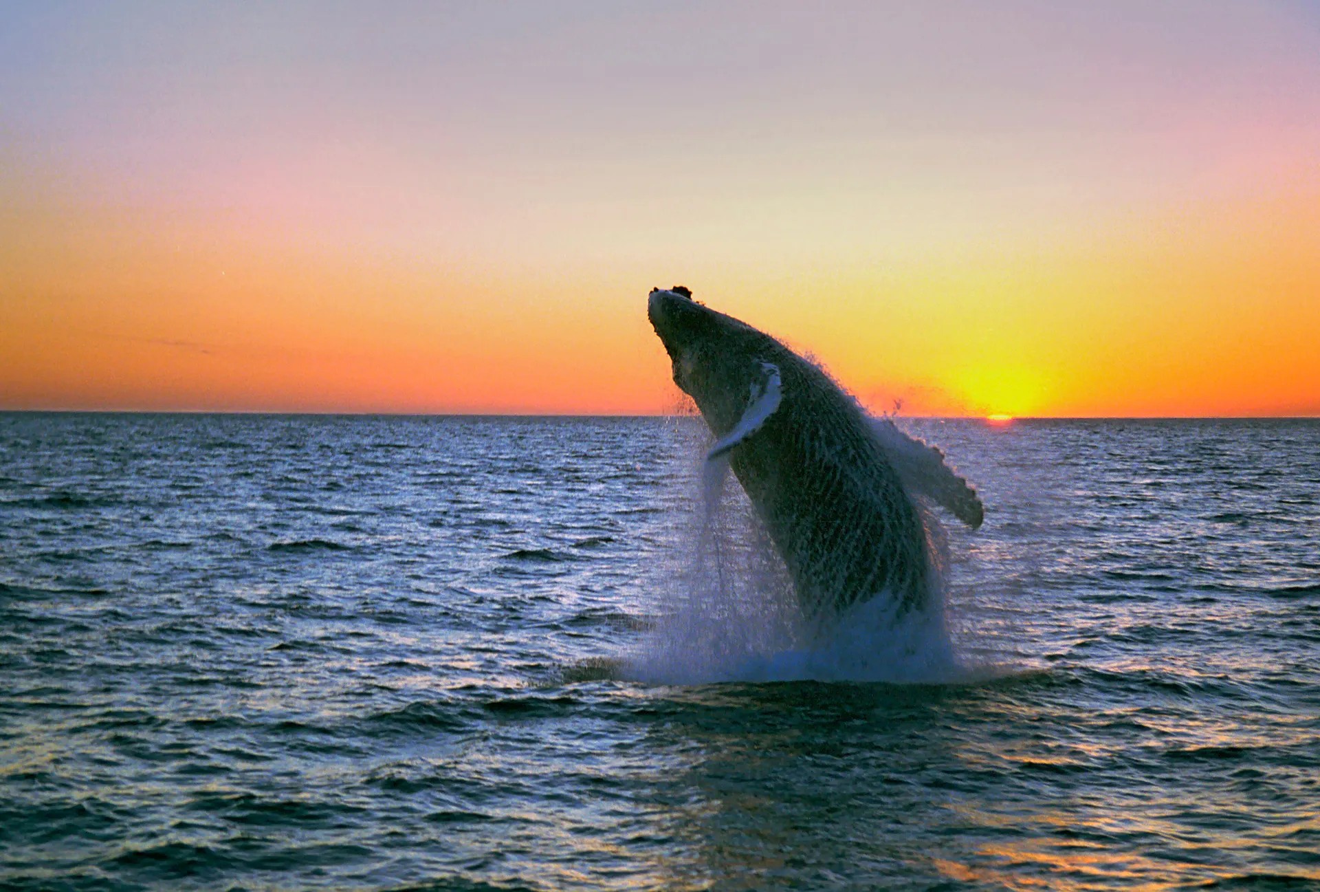 Vliegreis: Walvissen, beren en Vancouver Island