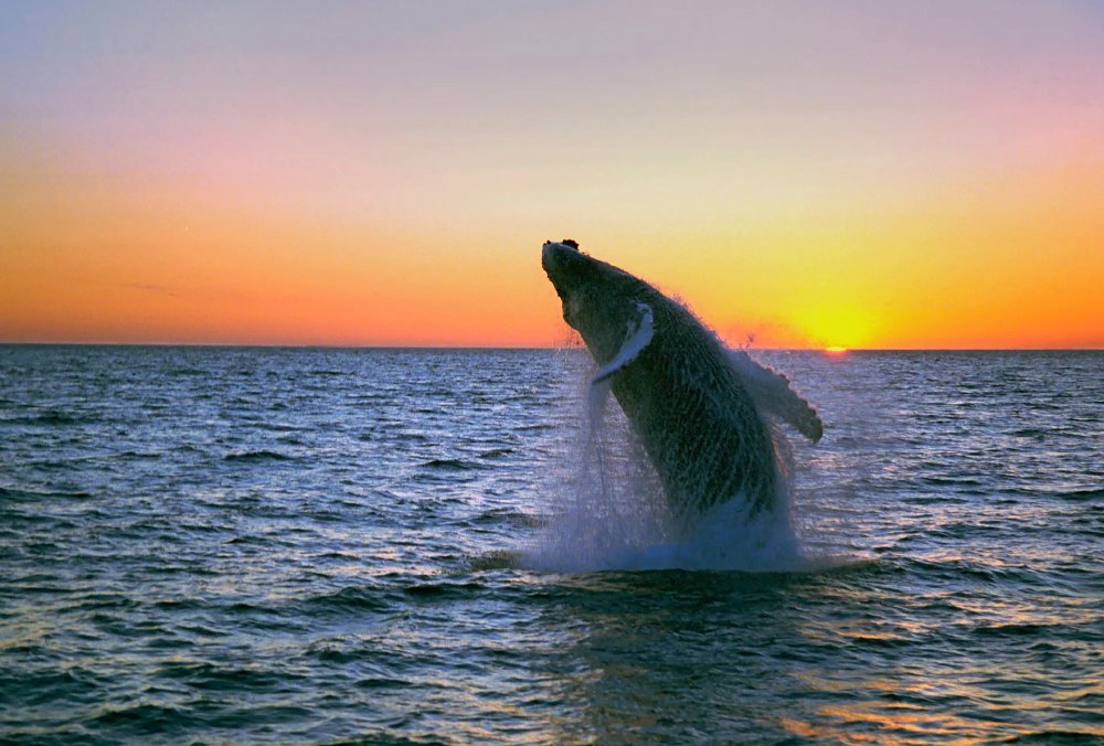 Vliegreis: Walvissen, beren en Vancouver Island