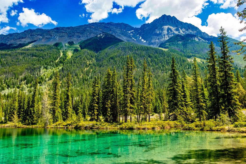 Vliegreis: Walvissen, beren en Vancouver Island