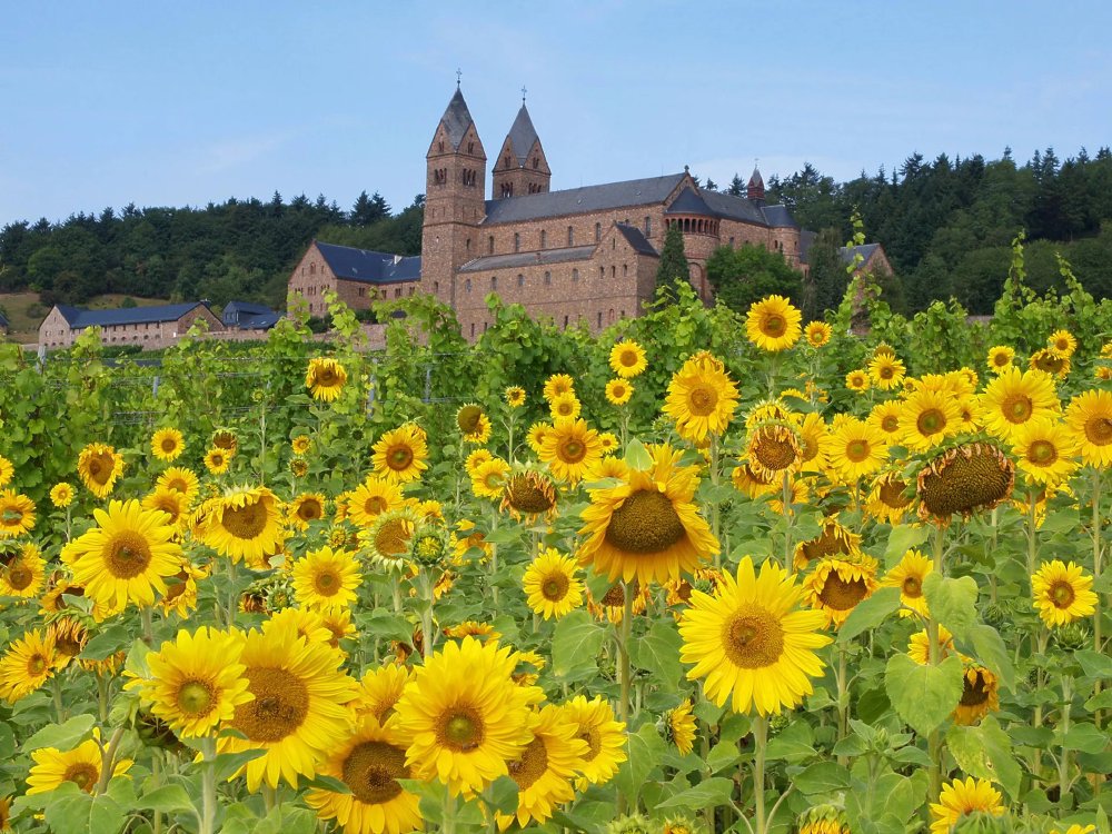 Riviercruise Rijnromantiek naar Rüdesheim aan boord van mps Johann Strauss
