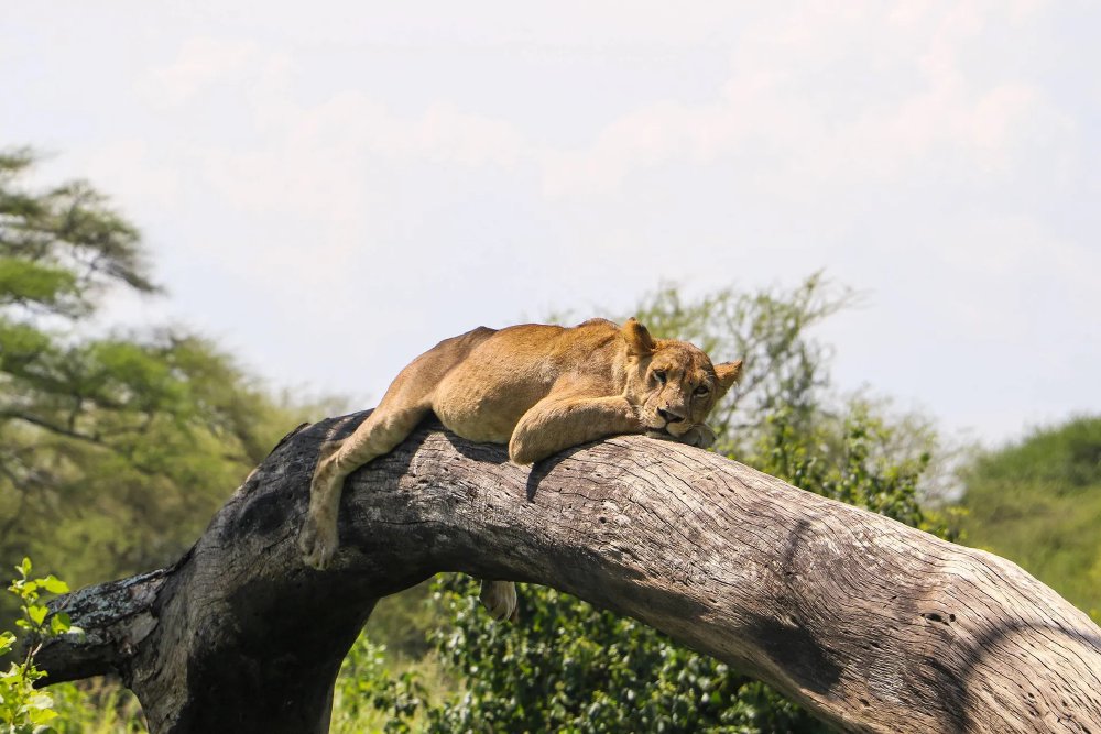 Vliegreis: Privé rondreis door Tanzania - Kilimanjaro, Serengeti en Ngorongoro